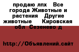 продаю лпх - Все города Животные и растения » Другие животные   . Кировская обл.,Сезенево д.